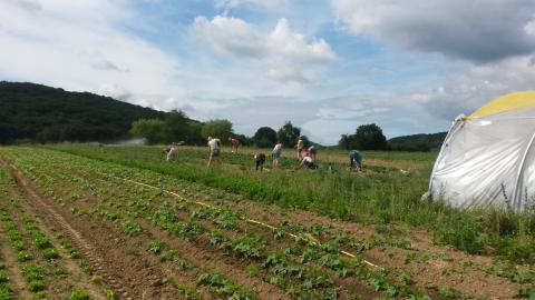 Überblick über den Erdbeeracker (im Hintergrund). Im Vordergrund ein Folientunnel und ein weiterer Acker.