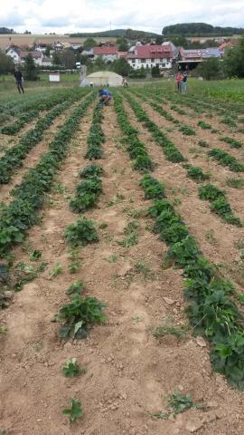 Hier zu sehen: Der (größtenteils) gehackte Erdbeer-Acker
