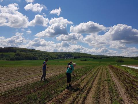 Der Zwiebelacker wird gehackt.