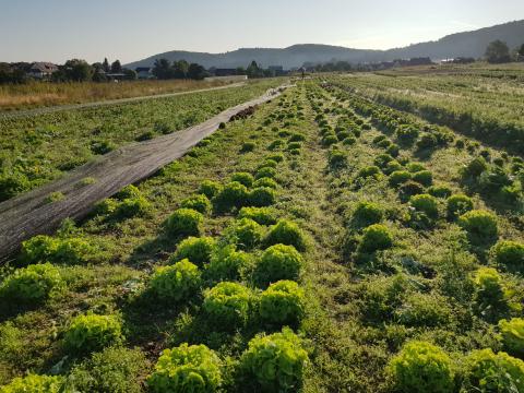Salate im Sonnenaufgang