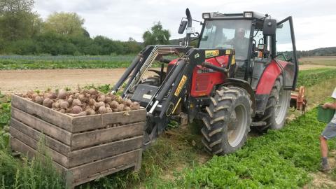 Der Traktor mit Frontlader hebt die mit Beten gefüllte Großkiste an.