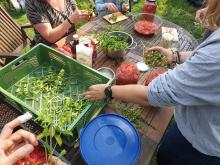Die Tomatentruppe bei der Arbeit.