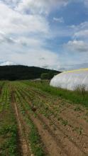 Blick auf den Acker mit Folientunnel.