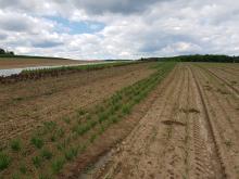 So ein Acker kann ganz schön lang wirken, wenn er gehackt werden soll. 