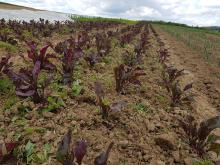 Hier, bei den Beten, wurde schon gehackt.