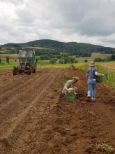 Auch die Kartoffeln liegen im Matsch.
