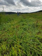 Eine gesenste Wiese? Nein, ein Zwiebelacker!