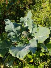 Ein kleiner Brokkoli