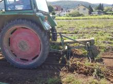 So werden die Kartoffeln gerodet