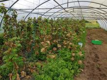 Im Folientunnel: Vorher