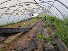 Im Folientunnel: Zwischendrin