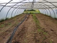 Im Folientunnel: Nachher!