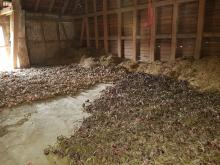 So wird ein Teil der Zwiebeln getrocknet