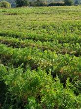 Im Hintergrund wird das Möhrengrün leider immer kleiner. 