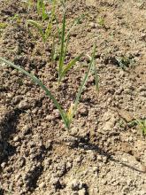 ...und der Lauch nach dem Hacken!