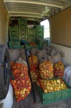 Äpfel im Transporter