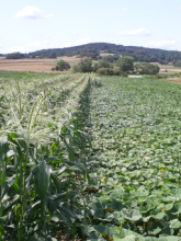 Hier stehen Zuckermais und Kürbisse; ihnen geht es mit der Hitze ganz gut.