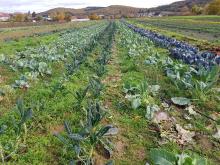 Verschiedene Kohlsorten auf dem Acker.