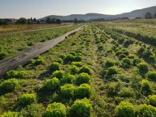 Salate im Sonnenaufgang