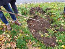 Hier wurden Narzissen gepflanzt.