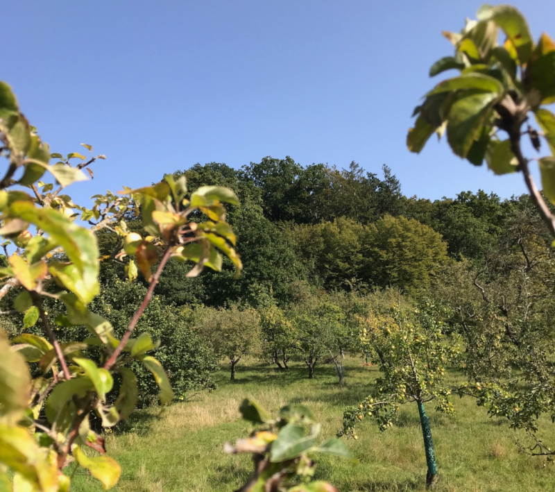 Ausblick Am Hainchen